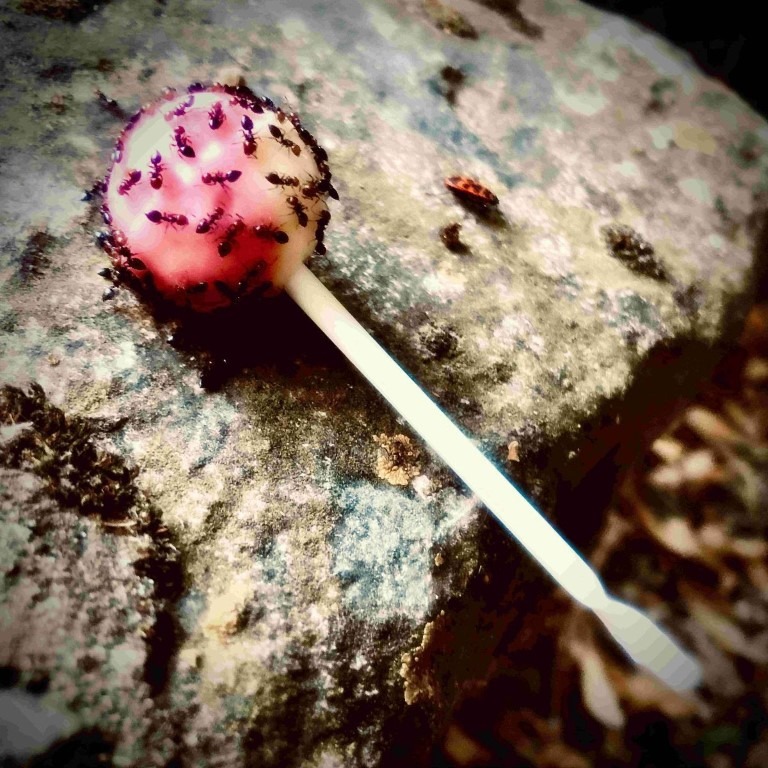 SYCOMORE – Antisweet
